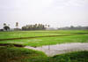 Emerald green paddy fields of Kuttanad.