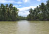 Thousands of coconut palms.