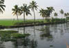 Farming below sea level - Kuttanadu, Alappuzha.