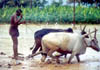 Ploughing the rice fields.