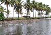 Duck farming in backwater villages - a backwater scene from houseboat.