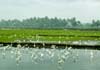 Rice fields of Kuttanadu - Alappuzha.