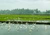 Rice fields of Kuttanadu - Alappuzha.