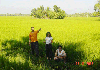 Visit to the rice fields - an activity on houseboat tour.